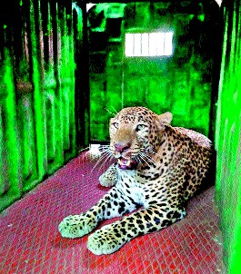 ... finally the cats in the cats | ...अखेर ‘कॅट्स’मधील बिबट्या जेरबंद ... finally the cats in the cats | ...अखेर ‘कॅट्स’मधील बिबट्या जेरबंद