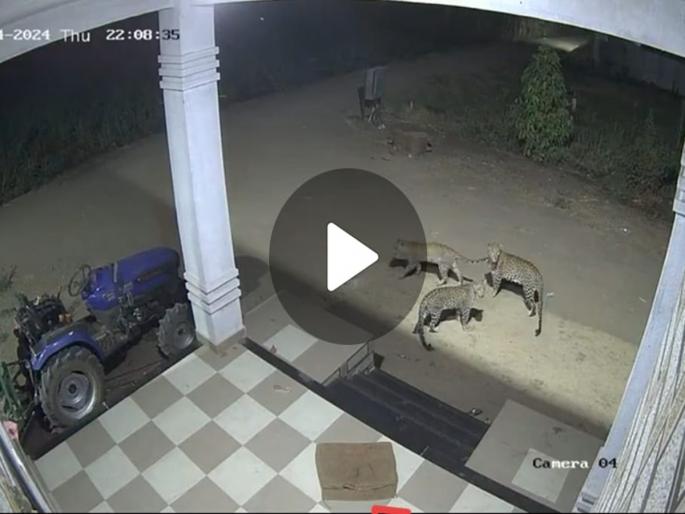 Not one or two but three leopards roam free in Pune; The thrill caught on CCTV cameras | VIDEO: पुण्यात एक-दोन नाही तर तीन-तीन बिबट्यांचा मुक्त वावर; थरार CCTV कॅमेऱ्यात कैद Not one or two but three leopards roam free in Pune; The thrill caught on CCTV cameras | VIDEO: पुण्यात एक-दोन नाही तर तीन-तीन बिबट्यांचा मुक्त वावर; थरार CCTV कॅमेऱ्यात कैद