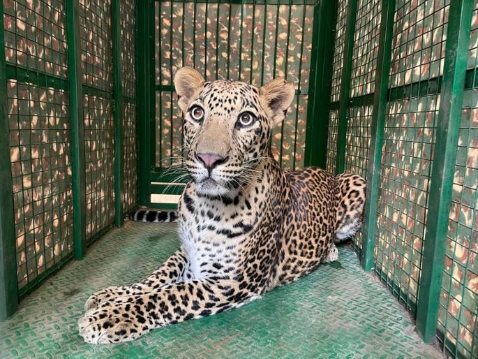 A drone hovered in a sorghum field and the leopard was caught in a forest department trap | ज्वारीच्या शेतात ड्रोन भिरभिरला आणि बिबट्या वनविभागाच्या जाळ्यात सापडला A drone hovered in a sorghum field and the leopard was caught in a forest department trap | ज्वारीच्या शेतात ड्रोन भिरभिरला आणि बिबट्या वनविभागाच्या जाळ्यात सापडला