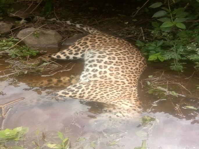 the leopard was found dead in Leopard forest area of Aurangabad district | औरंगाबाद जिल्ह्यातील बनोटी वनपरिक्षेत्रात बिबट्या मृतावस्थेत आढळल्याने खळबळ the leopard was found dead in Leopard forest area of Aurangabad district | औरंगाबाद जिल्ह्यातील बनोटी वनपरिक्षेत्रात बिबट्या मृतावस्थेत आढळल्याने खळबळ