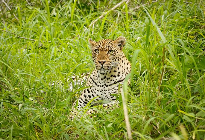 Three piglets of leopard were found | बिबट्याची तीन पिले आढळली  Three piglets of leopard were found | बिबट्याची तीन पिले आढळली