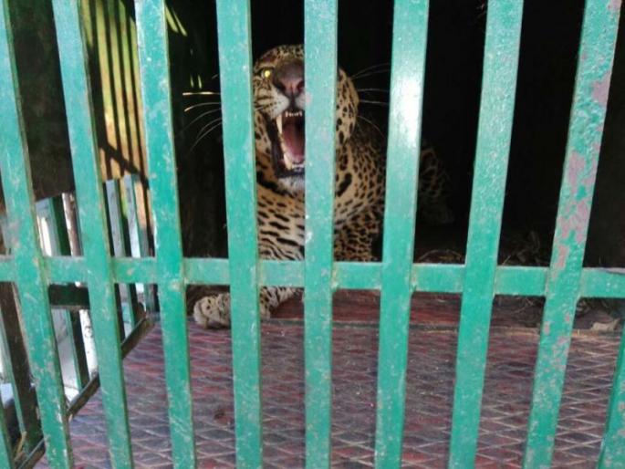 Fierce markets fear wildlife | वन्यप्राण्यांपेक्षा अफवांच्या बाजाराने ग्रामीण भागात भिती