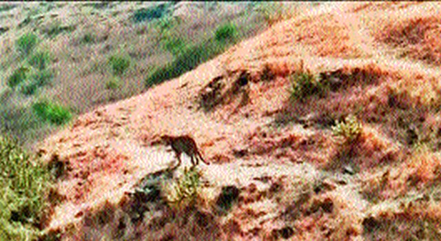 View of a dumb! | भरदिवसा बिबट्याचे दर्शन !