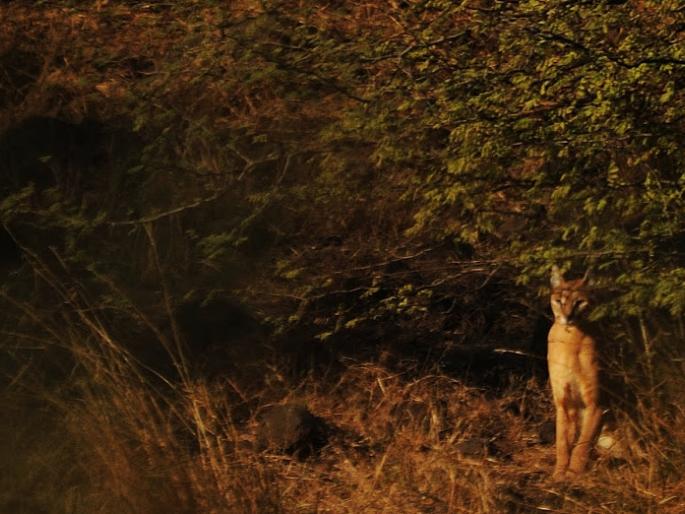 The creature made by leopard like a racquet | बिबट्यासदृश प्राण्याने केले रेडकू अन् श्वानाला फस्त The creature made by leopard like a racquet | बिबट्यासदृश प्राण्याने केले रेडकू अन् श्वानाला फस्त
