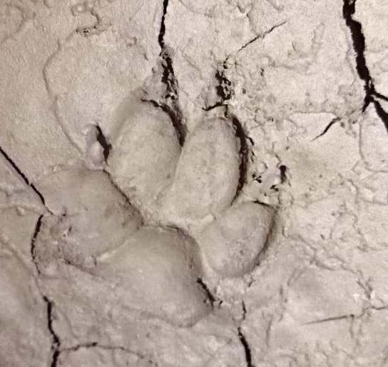 Visitation of Bibata at Sarola Khurd in Pachora taluka | पाचोरा तालुक्यातील सारोळा खुर्द येथे बिबट्याचे दर्शन