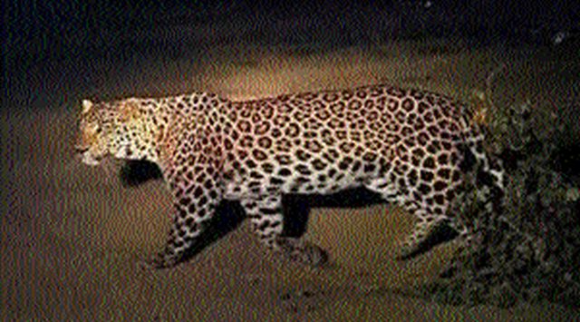 Baby calf dies after collision with vehicle | वाहनाच्या धडकेने बिबट्याच्या बछड्याचा मृत्यु Baby calf dies after collision with vehicle | वाहनाच्या धडकेने बिबट्याच्या बछड्याचा मृत्यु