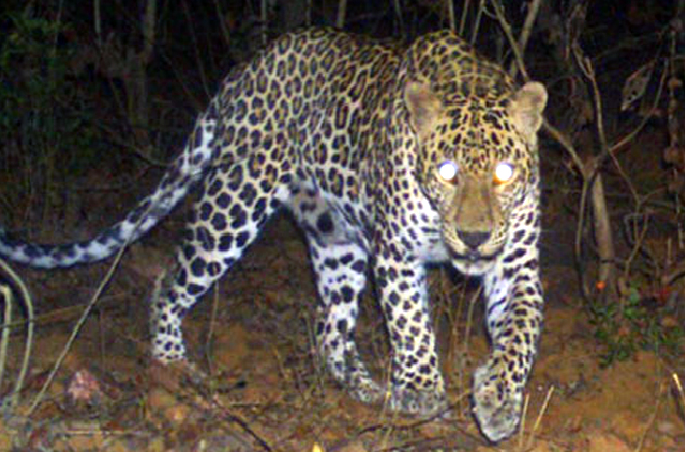 Male leopards seized at Darna; The female only passes | दारणाकाठी नर बिबट्या जेरबंद; मादी मात्र पसार Male leopards seized at Darna; The female only passes | दारणाकाठी नर बिबट्या जेरबंद; मादी मात्र पसार