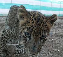 Bibbati Haidos in Anwarde-Haated area of Chopda taluka | चोपडा तालुक्यातील अनवर्दे-हातेड परिसरात बिबट्याचा हैदोस Bibbati Haidos in Anwarde-Haated area of Chopda taluka | चोपडा तालुक्यातील अनवर्दे-हातेड परिसरात बिबट्याचा हैदोस