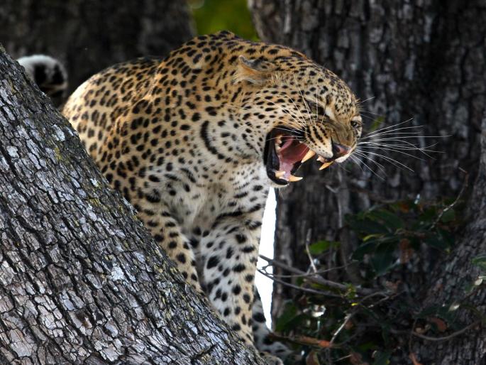 In case of death due to wild animal attacks, the heirs of the person will get Rs. 25 lakhs | वन्यप्राण्यांच्या हल्ल्यांत मृत्यू झाल्यास व्यक्तीच्या वारसांना मिळणार २५ लाख