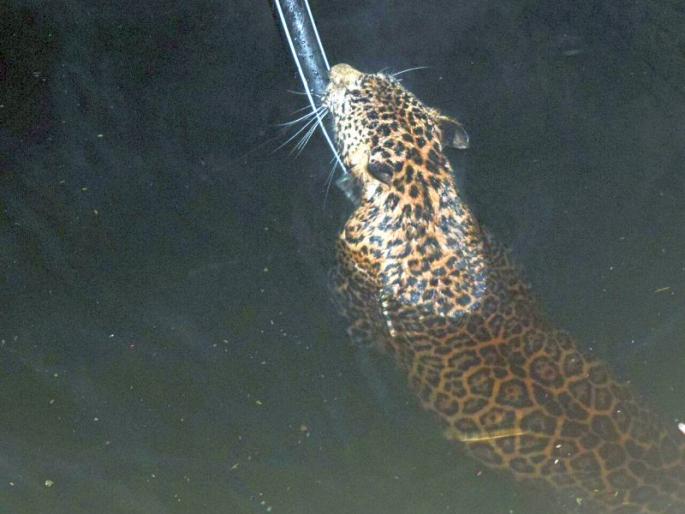 Rescue operation of forest section to save the leopard from a well in Palse village | पळसे गावात विहिरीमध्ये पडलेल्या बिबट्याला वाचविण्यासाठी वनविभागाचे 'रेस्क्यू आॅपरेशन'