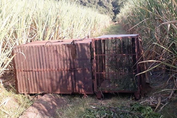 How many more vacant cages of the leopard will take place? | पंढरपूरातील बिबट्याचे रिकामे पिंजरे अजून किती बळी घेणार ?