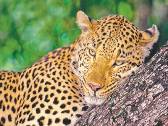 Bibbata's death before the Forest Department rescue team arrives; Bibeta had entered the herd in Uglewadi | वनखात्याची रेस्क्यू टीम पोहोचण्याआधीच बिबट्याचा मृत्यू;  उगलेवाडीतील गोठ्यात घुसला होता बिबट्या Bibbata's death before the Forest Department rescue team arrives; Bibeta had entered the herd in Uglewadi | वनखात्याची रेस्क्यू टीम पोहोचण्याआधीच बिबट्याचा मृत्यू;  उगलेवाडीतील गोठ्यात घुसला होता बिबट्या