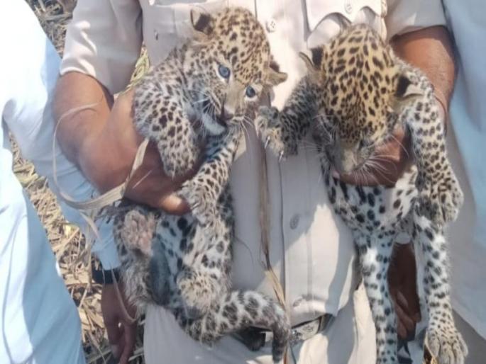 Two baby of leopard found in Darumbre village at Wadgaon Maval area | वडगाव मावळ परिसरातील दारुंब्रे गावात शेतामध्ये आढळली दोन बिबट्याची पिल्ले Two baby of leopard found in Darumbre village at Wadgaon Maval area | वडगाव मावळ परिसरातील दारुंब्रे गावात शेतामध्ये आढळली दोन बिबट्याची पिल्ले