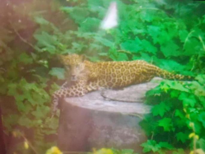 Leopards spotted in the vicinity of IIT Bombay | आयआयटी बॉम्बेच्या परिसरात दिसला बिबट्या Leopards spotted in the vicinity of IIT Bombay | आयआयटी बॉम्बेच्या परिसरात दिसला बिबट्या