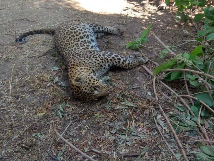 A five year old leopard was found dead near the river near Pimpalner | पिंपळनेरजवळ नदी किनाऱ्यावर पाच वर्षांचा बिबट्या मृतावस्थेत आढळला A five year old leopard was found dead near the river near Pimpalner | पिंपळनेरजवळ नदी किनाऱ्यावर पाच वर्षांचा बिबट्या मृतावस्थेत आढळला