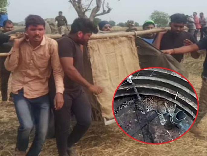 A leopard fell into a well in search of prey; Pulled out after a five and a half hour rescue operation | शिकारीच्या शोधात बिबट्या पडला विहिरीत; साडेपाच तासांच्या रेस्क्यू ऑपरेशननंतर काढले बाहेर A leopard fell into a well in search of prey; Pulled out after a five and a half hour rescue operation | शिकारीच्या शोधात बिबट्या पडला विहिरीत; साडेपाच तासांच्या रेस्क्यू ऑपरेशननंतर काढले बाहेर