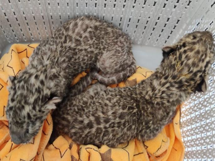 Two female leopards give birth to cubs at Gorewada Park, 4 calves safe, one died in uterus | दाेन मादी बिबट्यांची गाेरेवाडा उद्यानात प्रसूती; ४ बछडे सुरक्षित, एकाचा गर्भातच मृत्यू Two female leopards give birth to cubs at Gorewada Park, 4 calves safe, one died in uterus | दाेन मादी बिबट्यांची गाेरेवाडा उद्यानात प्रसूती; ४ बछडे सुरक्षित, एकाचा गर्भातच मृत्यू