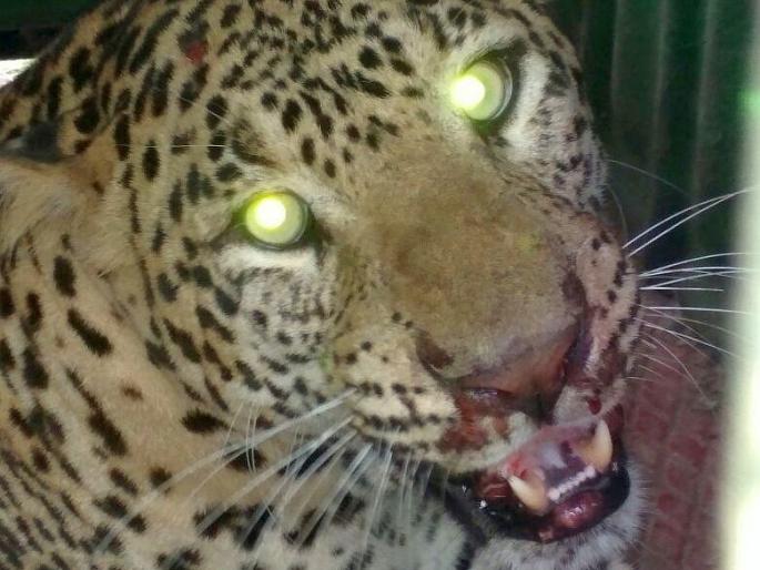 In a leopard cage in Chincholi | चिंचोलीत बिबट्या पिंजऱ्यात In a leopard cage in Chincholi | चिंचोलीत बिबट्या पिंजऱ्यात