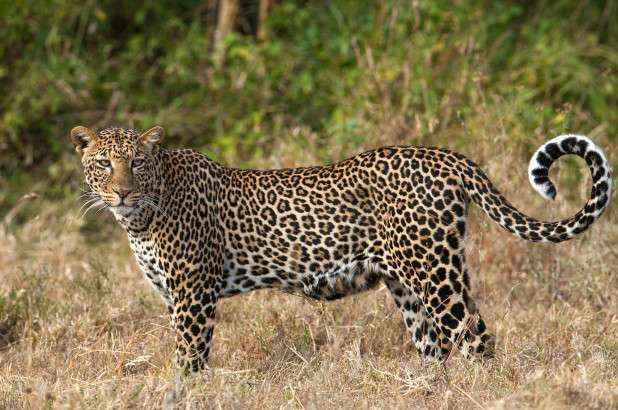 To whom did the leopards in the Wangani area go ?; An appeal to be vigilant | वांगणी परिसरातील बिबट्या गेला कुणीकडे?; सतर्क राहण्याचे केले आवाहन To whom did the leopards in the Wangani area go ?; An appeal to be vigilant | वांगणी परिसरातील बिबट्या गेला कुणीकडे?; सतर्क राहण्याचे केले आवाहन