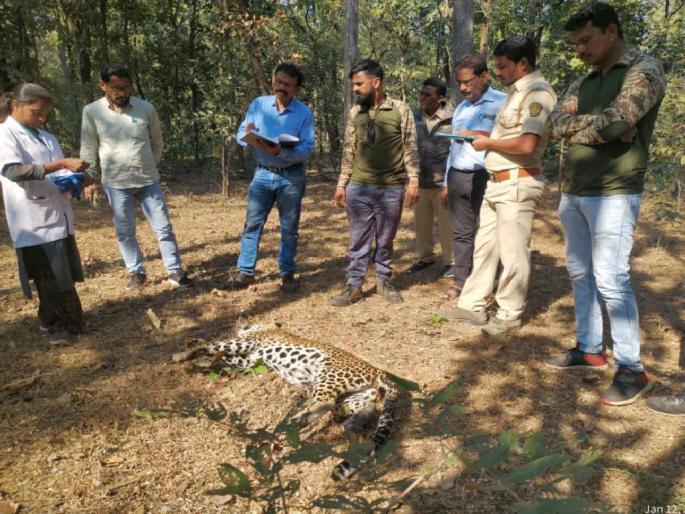 Leopard dies in tiger fight; Incidents in Chandrapur district | वाघाच्या झुंजीत बिबट्याचा मृत्यू; तळोधी बाळापूर वनपरिक्षेत्रातील घटना Leopard dies in tiger fight; Incidents in Chandrapur district | वाघाच्या झुंजीत बिबट्याचा मृत्यू; तळोधी बाळापूर वनपरिक्षेत्रातील घटना