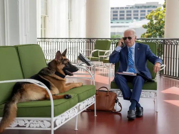 Biden's dog is havoc, panic in American unit | बायडेन यांच्या कुत्र्याचा भल्याभल्यांना धसका! Biden's dog is havoc, panic in American unit | बायडेन यांच्या कुत्र्याचा भल्याभल्यांना धसका!
