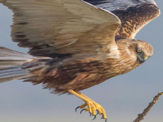 Bird hunting using urea ladles, incident reported in Arag Sangli | युरियाचे लाडू वापरुन पक्ष्यांची शिकार, सांगलीतील आरगमध्ये समोर आला प्रकार  Bird hunting using urea ladles, incident reported in Arag Sangli | युरियाचे लाडू वापरुन पक्ष्यांची शिकार, सांगलीतील आरगमध्ये समोर आला प्रकार