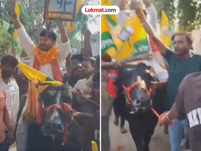Bihar Election: Procession from Bashi and filing of nomination papers, discussion on Tej Pratap Yadav's candidacy | Bihar Election: म्हशीवरून मिरवणूक आणि भरला उमेदवारी अर्ज, तेज प्रताप यादवांच्या उमेदवाराची चर्चा Bihar Election: Procession from Bashi and filing of nomination papers, discussion on Tej Pratap Yadav's candidacy | Bihar Election: म्हशीवरून मिरवणूक आणि भरला उमेदवारी अर्ज, तेज प्रताप यादवांच्या उमेदवाराची चर्चा