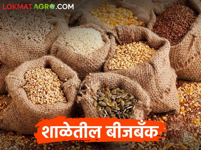 Latest News Unique seed bank of Melghat students, conservation of hundred indigenous species | मेळघाटातील विद्यार्थ्यांची अनोखी बीजबँक, शंभरहून अधिक देशी प्रजातीचे जतन 