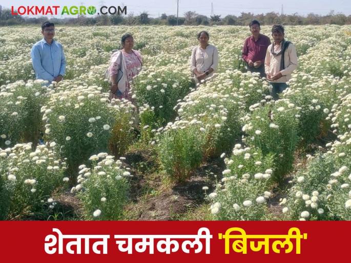 Daisy Flower: Young couple in the farm field Daisy Flower and get good income | Daisy Flower: युवा दाम्पत्याने शेतात चमकली 'या' फुलांची 'बिजली'! Daisy Flower: Young couple in the farm field Daisy Flower and get good income | Daisy Flower: युवा दाम्पत्याने शेतात चमकली 'या' फुलांची 'बिजली'!