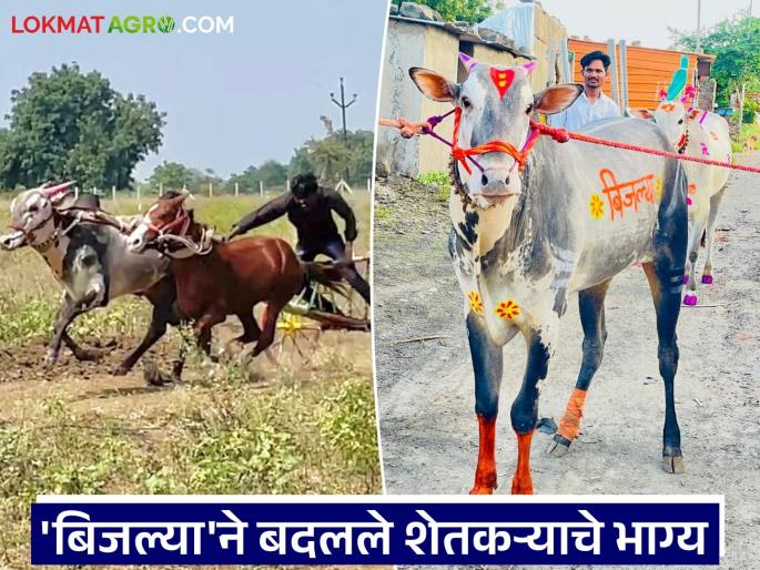 latest news Bijlya Bull Story: The power of 'Bijlya'! A farmer's fortune changed because of a bull. Read in detail | Bijlya Bull Story : 'बिजल्या' ची कमाल! एका बैलामुळे बदलले शेतकऱ्याचे भाग्य वाचा सविस्तर latest news Bijlya Bull Story: The power of 'Bijlya'! A farmer's fortune changed because of a bull. Read in detail | Bijlya Bull Story : 'बिजल्या' ची कमाल! एका बैलामुळे बदलले शेतकऱ्याचे भाग्य वाचा सविस्तर