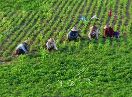 Opinions expressed on the Agriculture, Marketing Reforms Bill | शेती, पणन सुधारणा विधेयकाबाबत काटेकोर अमंलबजावणी आवश्यक Opinions expressed on the Agriculture, Marketing Reforms Bill | शेती, पणन सुधारणा विधेयकाबाबत काटेकोर अमंलबजावणी आवश्यक