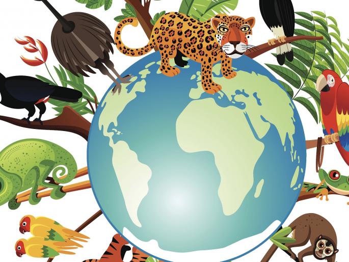 Pandhari Anjaneri wants protection of biodiversity | जैवविविधतेची पंढरी अंजनेरीला हवे संरक्षण Pandhari Anjaneri wants protection of biodiversity | जैवविविधतेची पंढरी अंजनेरीला हवे संरक्षण