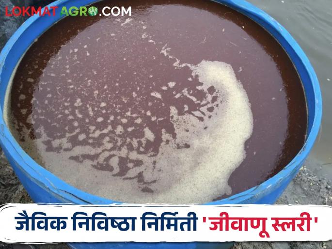 To increase the number of microorganisms in the soil; Prepare this easy slurry | Bacterial Slurry जमिनीत सूक्ष्मजीवांची संख्या वाढवायचीय; तयार करा ही सोपी स्लरी To increase the number of microorganisms in the soil; Prepare this easy slurry | Bacterial Slurry जमिनीत सूक्ष्मजीवांची संख्या वाढवायचीय; तयार करा ही सोपी स्लरी