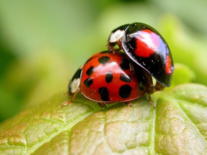 How to take care while using biological control agents for pest control? | कीड नियंत्रणासाठी जैविक नियंत्रकांचा वापर करताय, कशी घ्याल काळजी ? How to take care while using biological control agents for pest control? | कीड नियंत्रणासाठी जैविक नियंत्रकांचा वापर करताय, कशी घ्याल काळजी ?