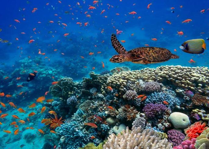 World Biodiversity Day; Maharashtra is home to 6,954 animals and 4,155 species of plants | जागतिक जैवविविधता दिन; महाराष्ट्रात ६,९५४ प्राणी व ४,१५५ प्रकारच्या वनस्पतींचा अधिवास World Biodiversity Day; Maharashtra is home to 6,954 animals and 4,155 species of plants | जागतिक जैवविविधता दिन; महाराष्ट्रात ६,९५४ प्राणी व ४,१५५ प्रकारच्या वनस्पतींचा अधिवास