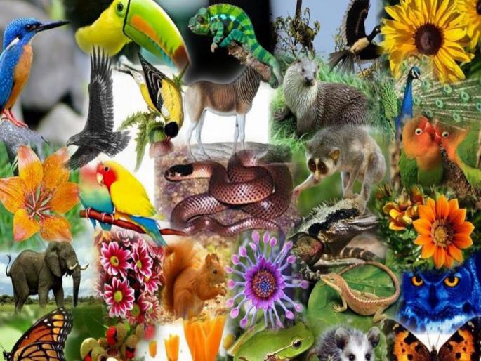 CoronaVirus: Corona crisis also commission fraud, 'biodiversity' complains to CM rkp | CoronaVirus : कोरोनाच्या संकटातही कमिशनखोरीची लागण, ‘बायोडायव्हर्सिटी’ची मुख्यमंत्र्यांकडे तक्रार CoronaVirus: Corona crisis also commission fraud, 'biodiversity' complains to CM rkp | CoronaVirus : कोरोनाच्या संकटातही कमिशनखोरीची लागण, ‘बायोडायव्हर्सिटी’ची मुख्यमंत्र्यांकडे तक्रार