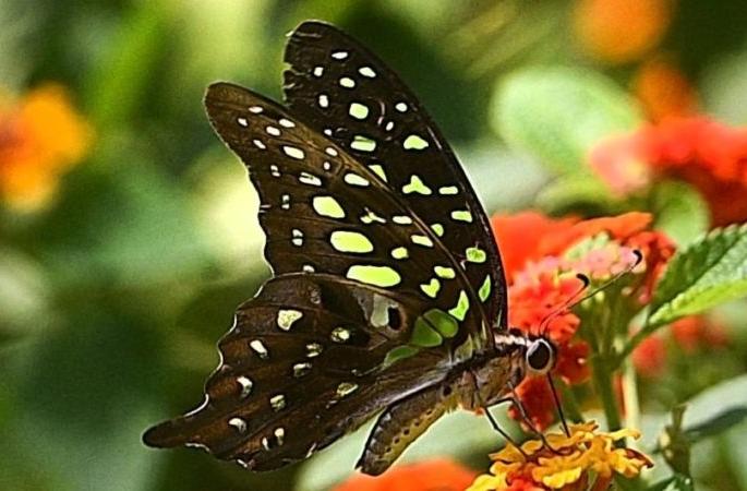 The loss of biodiversity in the name of development is not acceptable | विकासाच्या नावे जैवविविधतेचे नुकसान मान्य नाही The loss of biodiversity in the name of development is not acceptable | विकासाच्या नावे जैवविविधतेचे नुकसान मान्य नाही