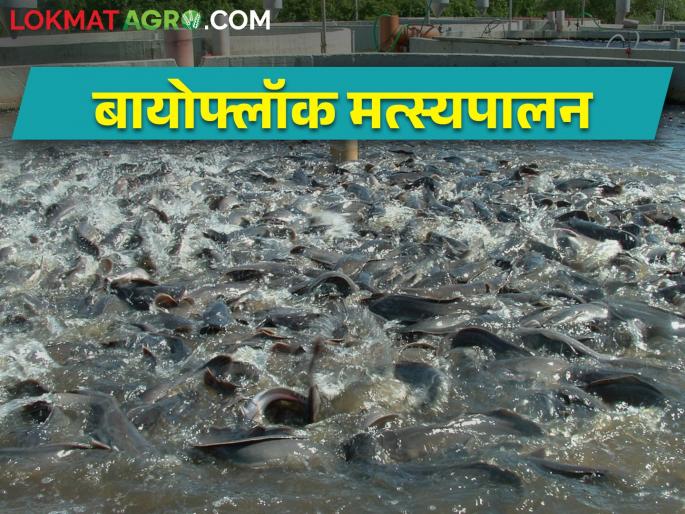 biofloc fish farming New technology in fisheries; Now get more product in less space, in less time | biofloc fish farming मत्स्यपालनात आलं नवीन तंत्रज्ञान; आता कमी जागेत, कमी कालावधीत घ्या अधिक उत्पादन biofloc fish farming New technology in fisheries; Now get more product in less space, in less time | biofloc fish farming मत्स्यपालनात आलं नवीन तंत्रज्ञान; आता कमी जागेत, कमी कालावधीत घ्या अधिक उत्पादन