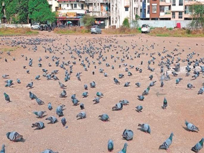Penal action against those who throw grain to the Parvas A fine of 500 to 5000 rupees will be imposed | पारव्यांना धान्य टाकणाऱ्यांवर दंडात्मक कारवाई; ५०० ते ५ हजार रुपयांचा दंड आकारला जाणार Penal action against those who throw grain to the Parvas A fine of 500 to 5000 rupees will be imposed | पारव्यांना धान्य टाकणाऱ्यांवर दंडात्मक कारवाई; ५०० ते ५ हजार रुपयांचा दंड आकारला जाणार