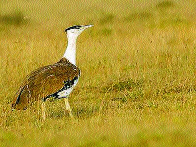 Feeling of Promotional Stimulus | संवर्धनात्मकतेवर भर देणारी अनुभूती Feeling of Promotional Stimulus | संवर्धनात्मकतेवर भर देणारी अनुभूती