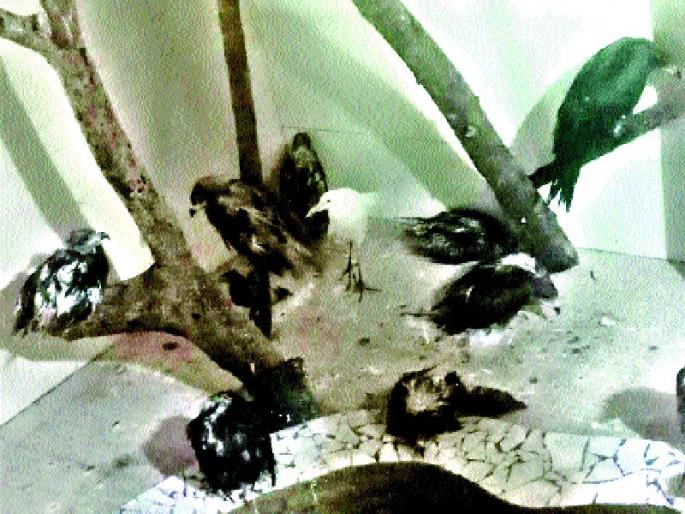 Heavy rains hit the birds, some birds on the way back | जोरदार पावसाचा पक्ष्यांना फटका, काही पक्षी परतीच्या वाटेवर Heavy rains hit the birds, some birds on the way back | जोरदार पावसाचा पक्ष्यांना फटका, काही पक्षी परतीच्या वाटेवर