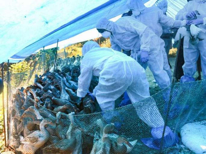 Bird flu crisis now in the state after Corona | सावध व्हा! राज्यात कोरोनानंतर आता बर्ड फ्लूचे संकट Bird flu crisis now in the state after Corona | सावध व्हा! राज्यात कोरोनानंतर आता बर्ड फ्लूचे संकट