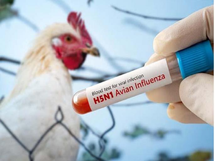 Bird flu suspected in Dharashiv; Swab taken from person with fever, treatment started | धाराशिवमध्ये बर्ड फ्ल्यू संशयित; तापाने फणफणलेल्या व्यक्तीचा स्वॅब घेतला, उपचार सुरू Bird flu suspected in Dharashiv; Swab taken from person with fever, treatment started | धाराशिवमध्ये बर्ड फ्ल्यू संशयित; तापाने फणफणलेल्या व्यक्तीचा स्वॅब घेतला, उपचार सुरू