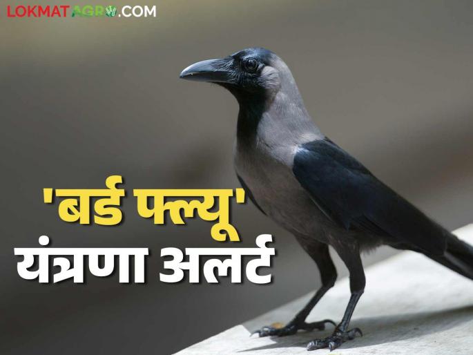 Bird flu: Dharashiv district system on 'high alert mode' due to 'bird flu'! | Bird flu: 'बर्ड फ्ल्यू'मुळे धाराशिव जिल्ह्याची यंत्रणा 'हाय अलर्ट मोड'वर! Bird flu: Dharashiv district system on 'high alert mode' due to 'bird flu'! | Bird flu: 'बर्ड फ्ल्यू'मुळे धाराशिव जिल्ह्याची यंत्रणा 'हाय अलर्ट मोड'वर!