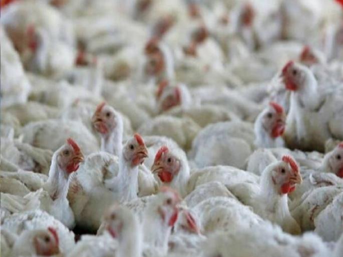 Rumors of bird flu Poultry farmers in Kolhapur district worried | ‘बर्ड फ्लू’ची अफवा; कोल्हापूर जिल्ह्यातील पोल्ट्रीधारक चिंतेत, दर घसरण्याची भिती Rumors of bird flu Poultry farmers in Kolhapur district worried | ‘बर्ड फ्लू’ची अफवा; कोल्हापूर जिल्ह्यातील पोल्ट्रीधारक चिंतेत, दर घसरण्याची भिती
