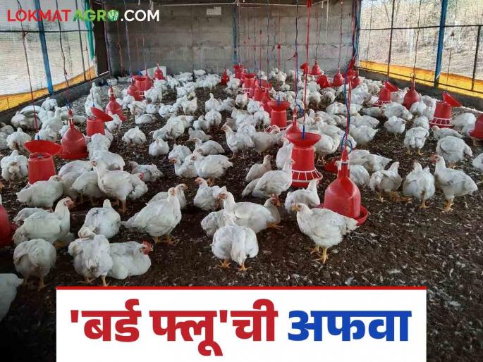 Bird Flu : Rumors of 'bird flu'; What do poultry farmers say? | Bird Flu : 'बर्ड फ्लू'ची अफवा; काय म्हणता आहेत पोल्ट्रीधारक? Bird Flu : Rumors of 'bird flu'; What do poultry farmers say? | Bird Flu : 'बर्ड फ्लू'ची अफवा; काय म्हणता आहेत पोल्ट्रीधारक?