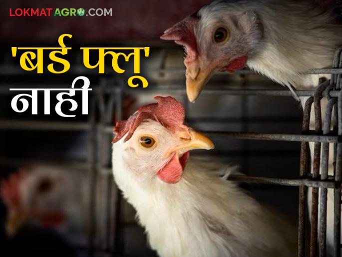 Bird Flu in Nanded : No bird flu infection in Nanded; Eating chicken, eggs is 100 percent safe | Bird Flu in Nanded : नांदेडमध्ये बर्ड फ्लूची लागण नाही; चिकन, अंडी खाणे शंभर टक्के सुरक्षित Bird Flu in Nanded : No bird flu infection in Nanded; Eating chicken, eggs is 100 percent safe | Bird Flu in Nanded : नांदेडमध्ये बर्ड फ्लूची लागण नाही; चिकन, अंडी खाणे शंभर टक्के सुरक्षित