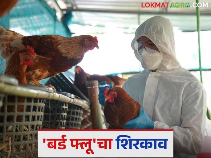 Bird Flu: latest news Tension increased due to 'Bird Flu' in the state; 'High alert' issued | Bird Flu: राज्यात 'बर्ड फ्लू' मुळे टेन्शन वाढले; 'हाय अलर्ट' जारी Bird Flu: latest news Tension increased due to 'Bird Flu' in the state; 'High alert' issued | Bird Flu: राज्यात 'बर्ड फ्लू' मुळे टेन्शन वाढले; 'हाय अलर्ट' जारी