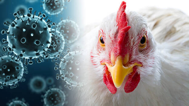 Report of all dead hens except Mariaichiwadi is negative ... | Bird Flu : मरिआईचीवाडी वगळता सर्व मृत कोंबड्यांचा अहवाल निगेटिव्ह...