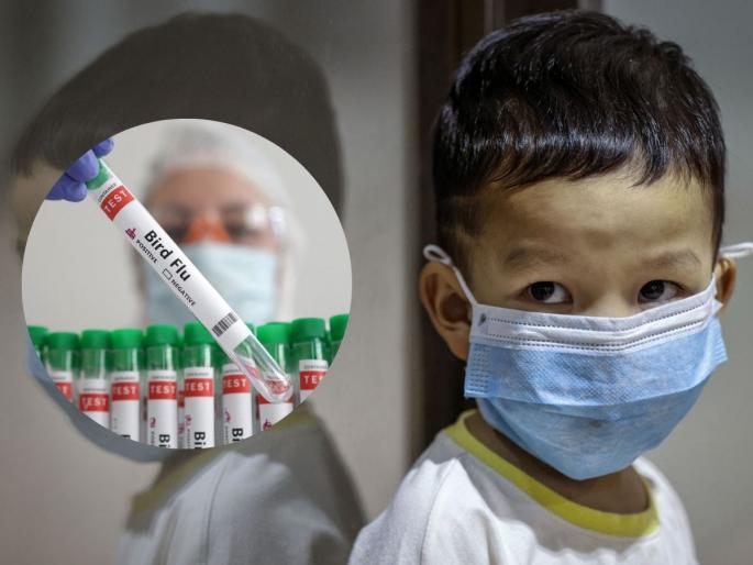 bird flu will cause new havoc as 4 year old boy reaches icu bengal who alert on danger to humans | Bird Flu : धोक्याची घंटा! बर्ड फ्लूचं नवं संकट; 4 वर्षांचा मुलगा ICU मध्ये दाखल, WHO ने केलं अलर्ट bird flu will cause new havoc as 4 year old boy reaches icu bengal who alert on danger to humans | Bird Flu : धोक्याची घंटा! बर्ड फ्लूचं नवं संकट; 4 वर्षांचा मुलगा ICU मध्ये दाखल, WHO ने केलं अलर्ट